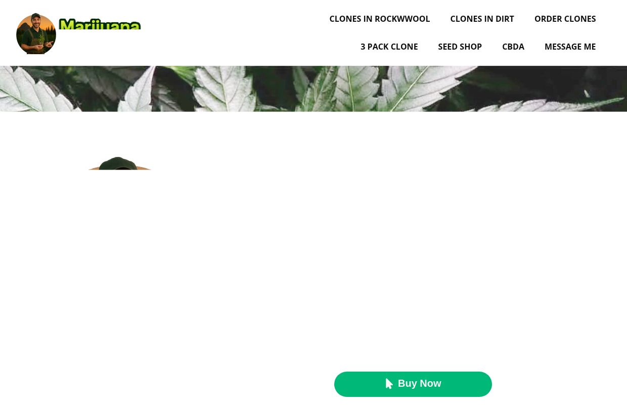 Marijuana Clones for Sale | Trusted Cannabis Genetics