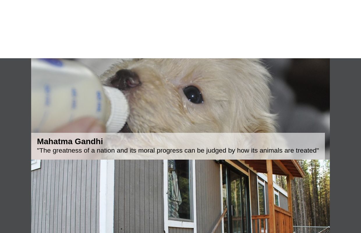 Northwest Animal Shelter