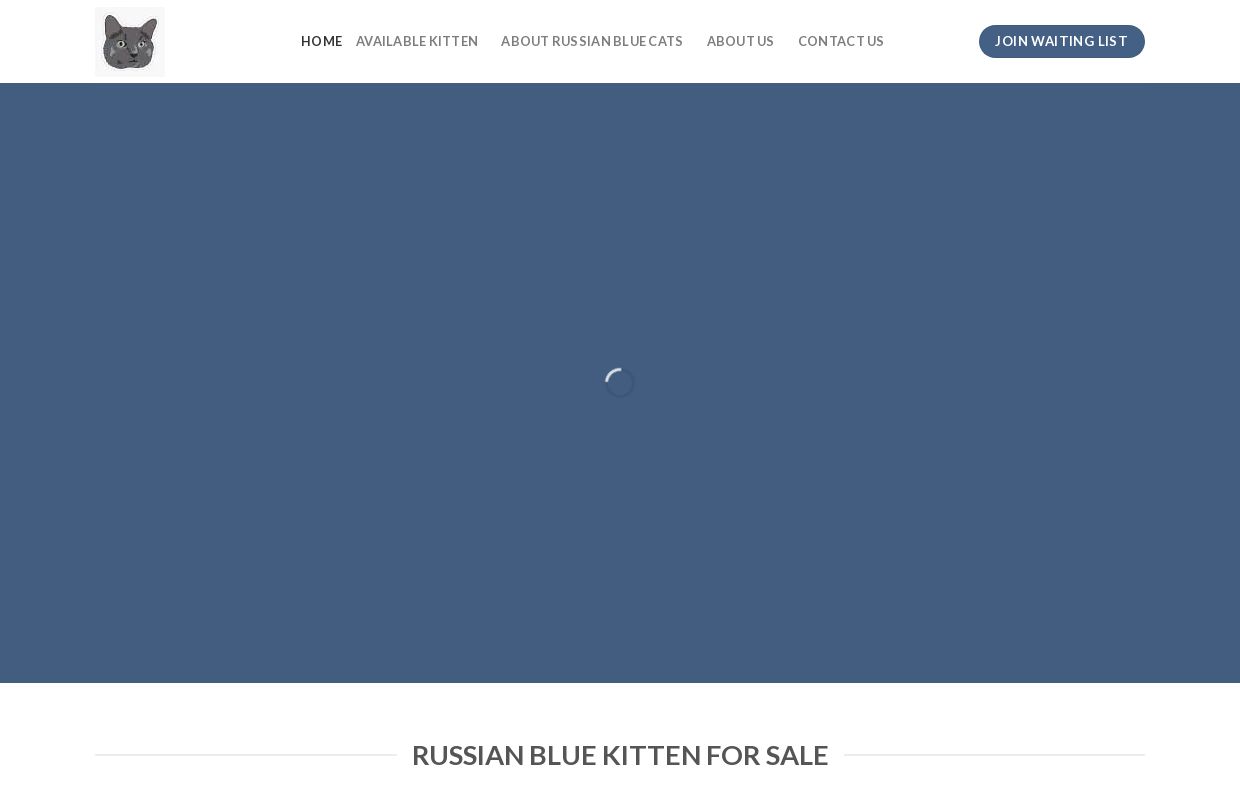 Russian Blue Kittens For Sale - Russian Blue kittens for Sale