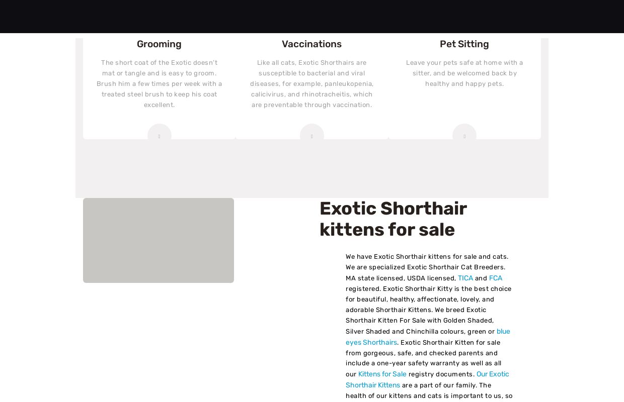 Exotic shorthair kittens for sale