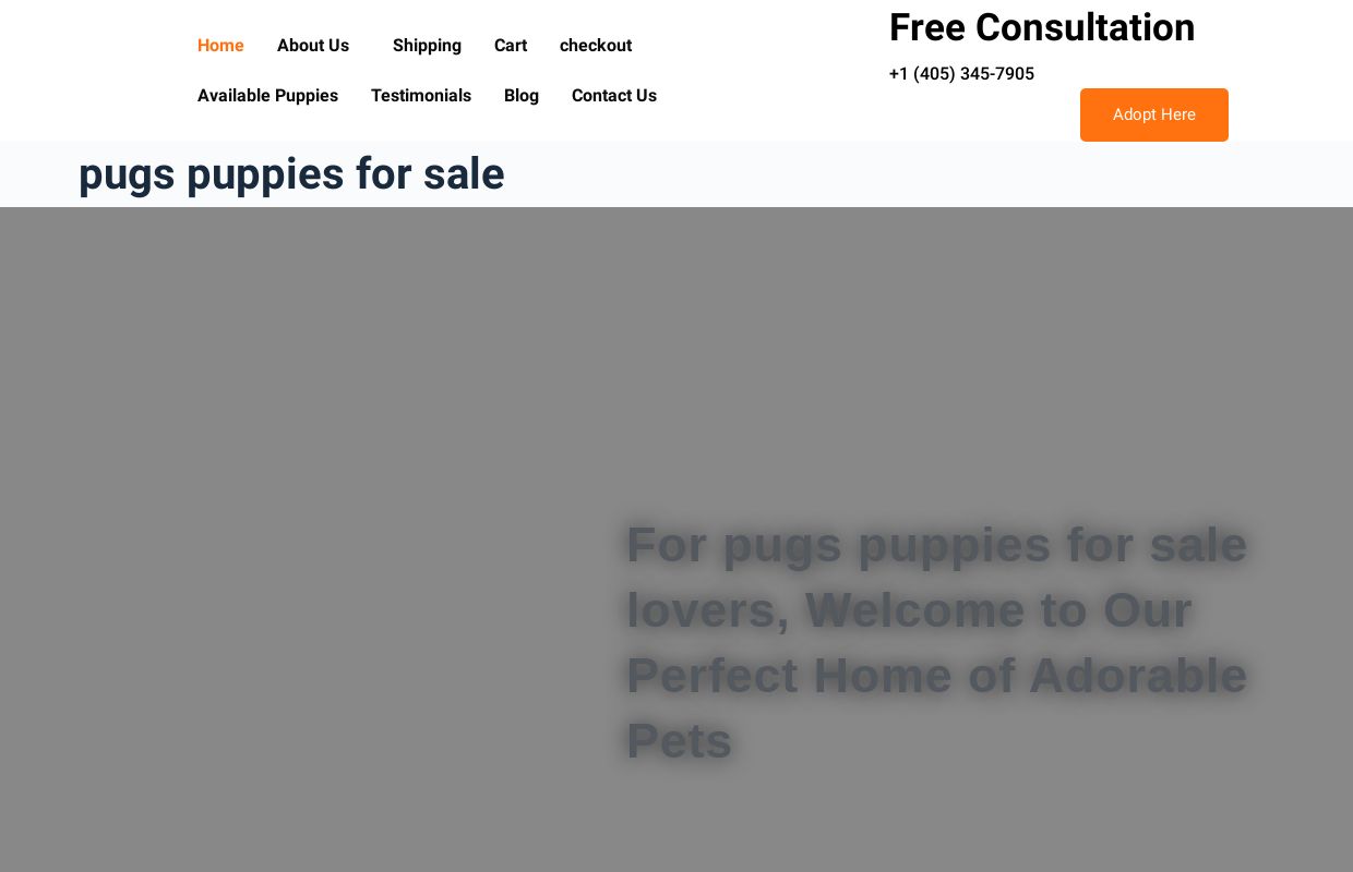 pugs puppies for sale - Perfect House Of Pugs