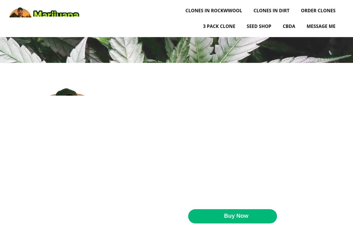 Marijuana Clones for Sale | Trusted Cannabis Genetics