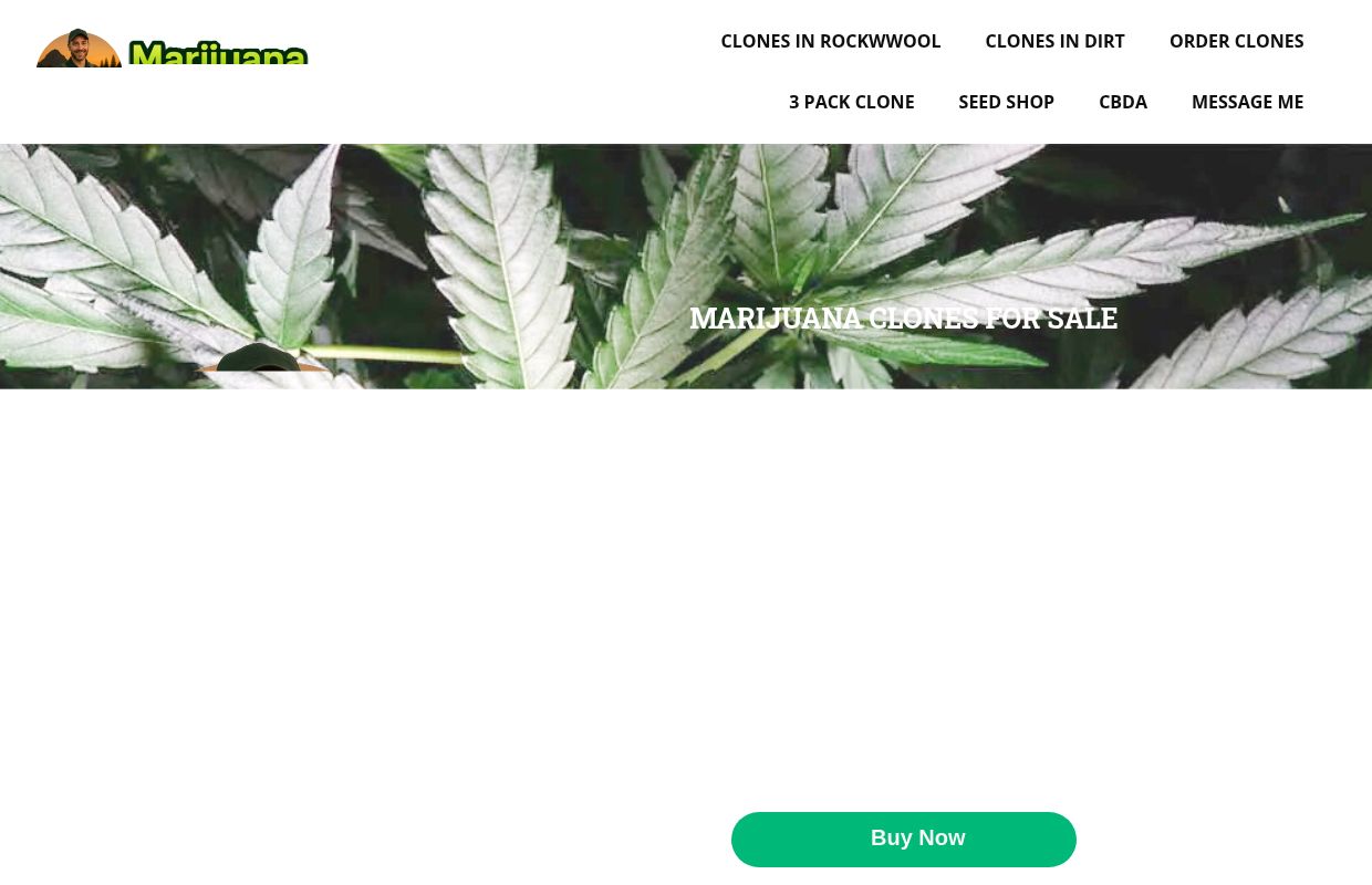 Marijuana Clones for Sale | Trusted Cannabis Genetics