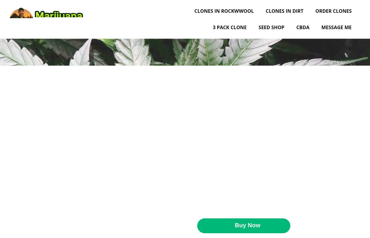 Marijuana Clones for Sale | Trusted Cannabis Genetics