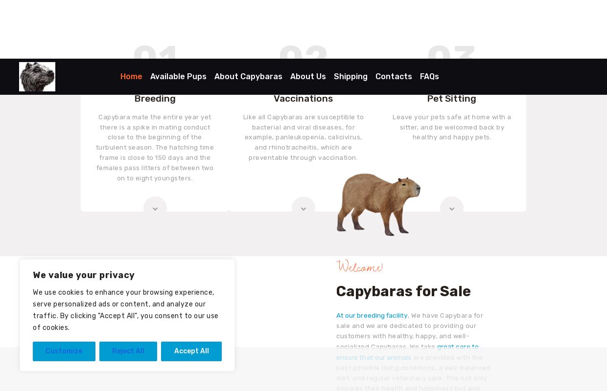 Capybara for Sale
