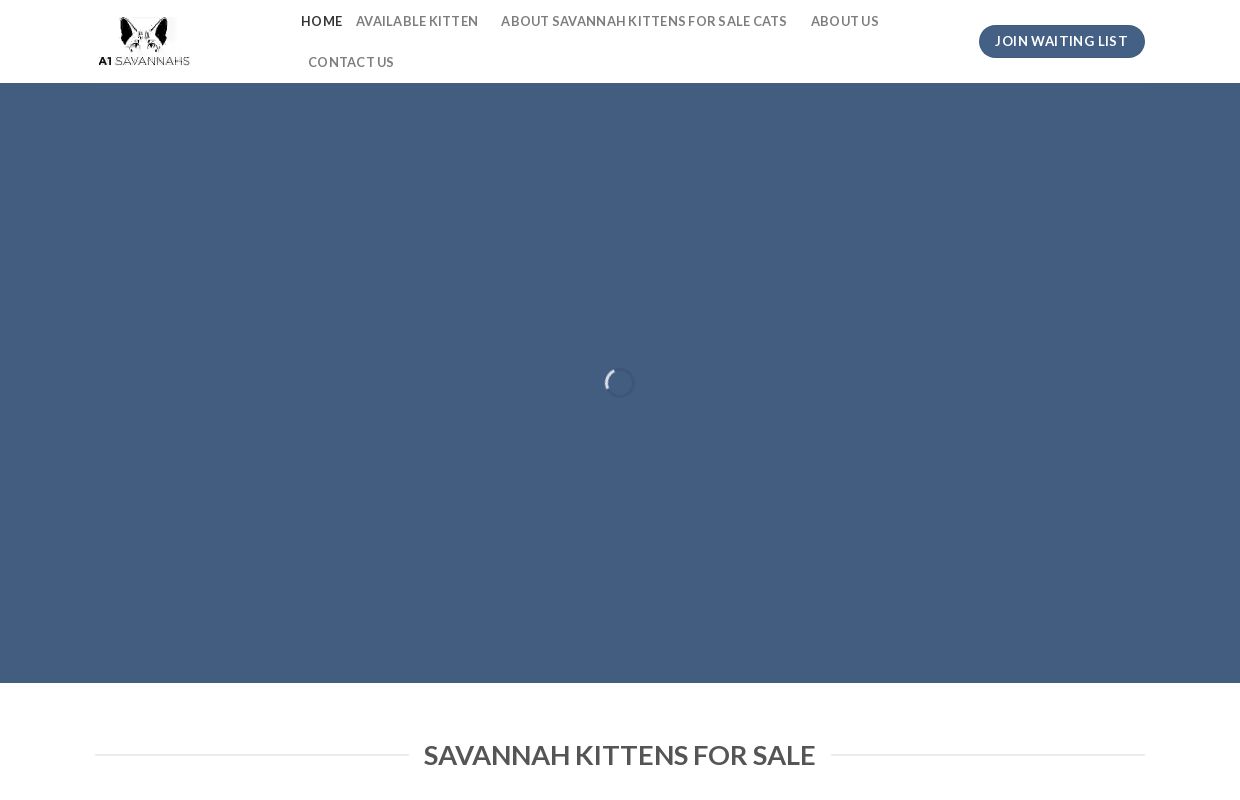 Savannah Kittens For Sale - Savannah Kittens For Sale