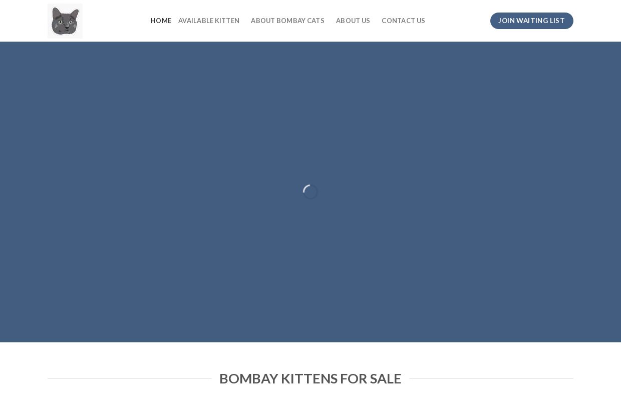 Bombay Kittens For Sale - Bombay kittens for Sale