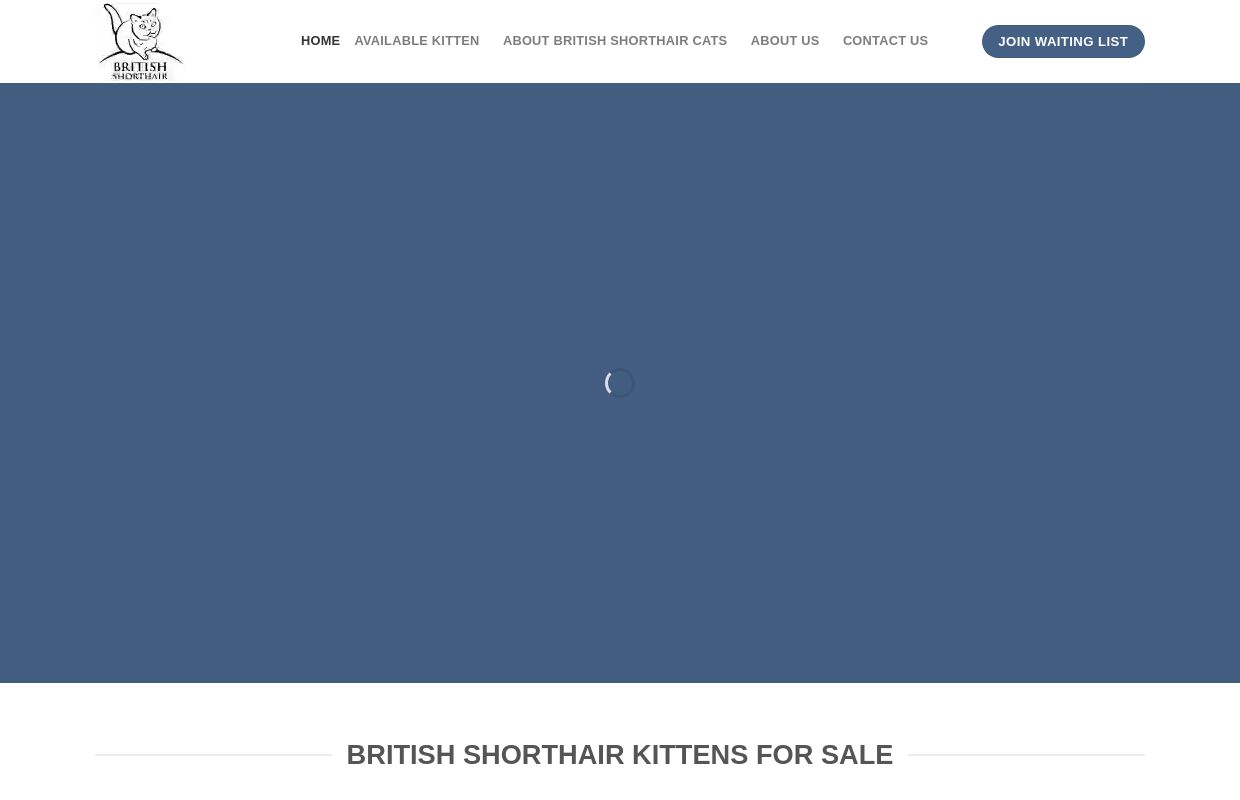 British Shorthair Kittens For Sale - British Shorthair Kittens For Sale