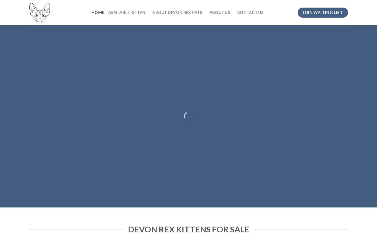 Devon Rex Kittens For Sale - Devon Rex Kittens For Sale