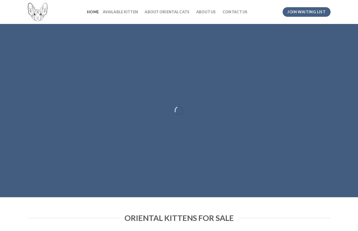 Oriental Kittens For Sale - Oriental Kittens for Sale