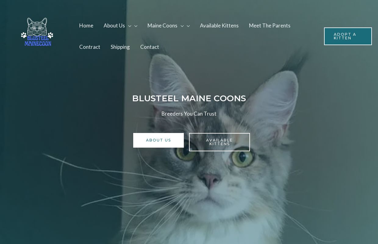 Maine Coon kittens for sale |Maine coons| Maine coon cat | Blusteel