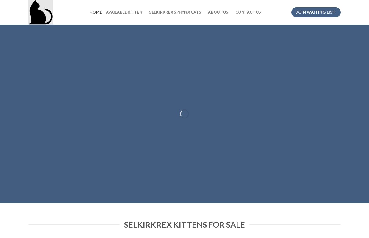 Selkirkrex Kittens For Sale - Selkirk Rex Kittens for Sale