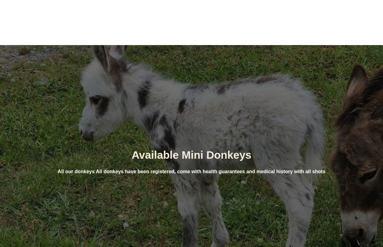 Miniature Donkeys for Sale | Fortunata Mini Donkeys