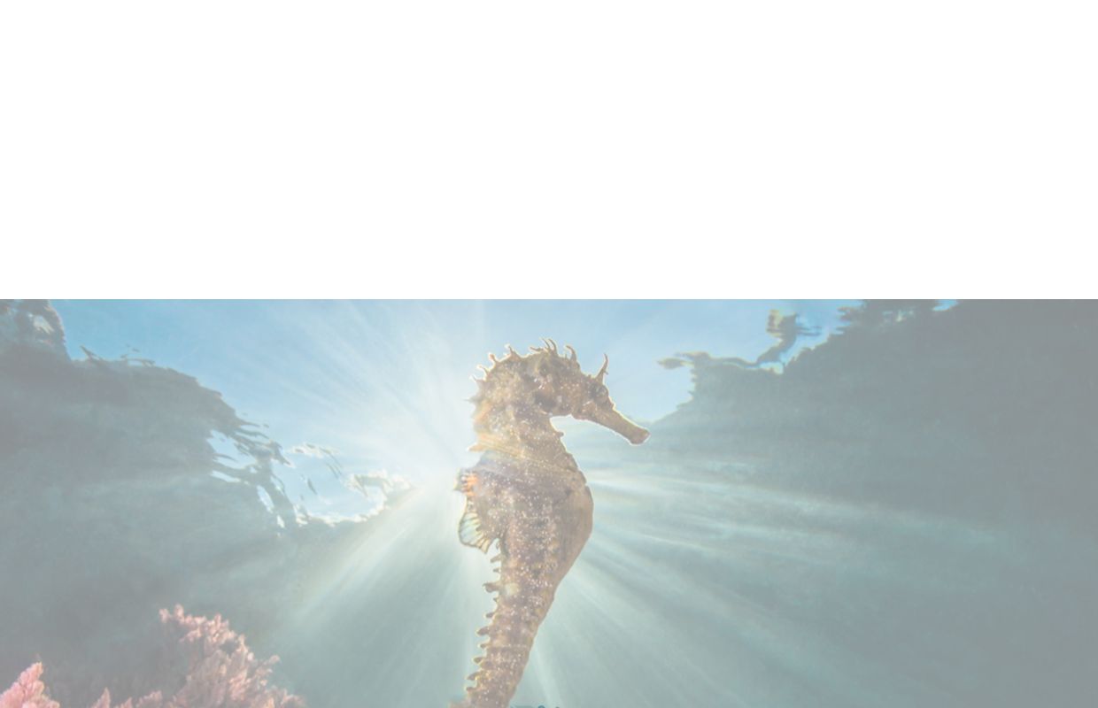 Life SEA.NET – Fare rete protegge il mare